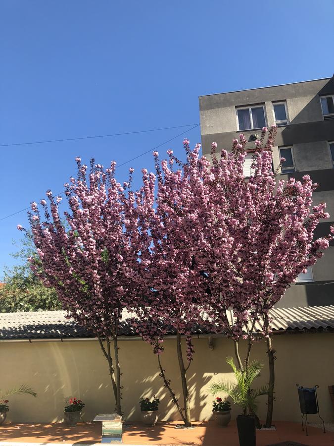 Mosoly Apartman Segedin Dış mekan fotoğraf